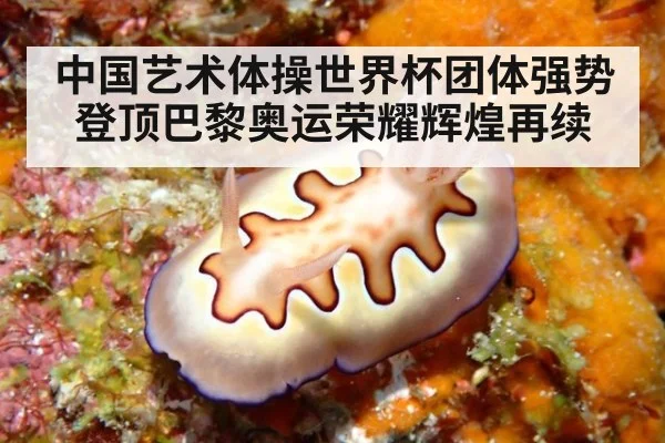 中国艺术体操世界杯团体强势登顶巴黎奥运荣耀辉煌再续